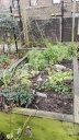 Culpeper Community Garden Raised beds