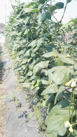 Green Bean crop