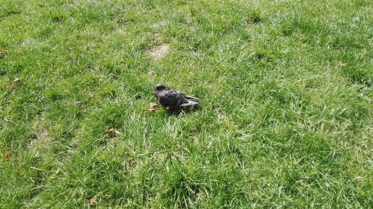 Sunbathing Pigeon