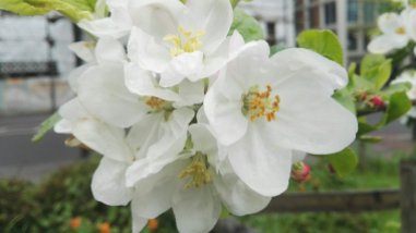 Apple Scotch Bridget Blossom